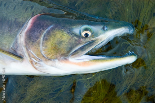 Headshot of a male Pink Salmon