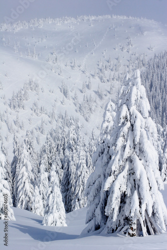 snow covered  pine trees  on the mountain © Designpics