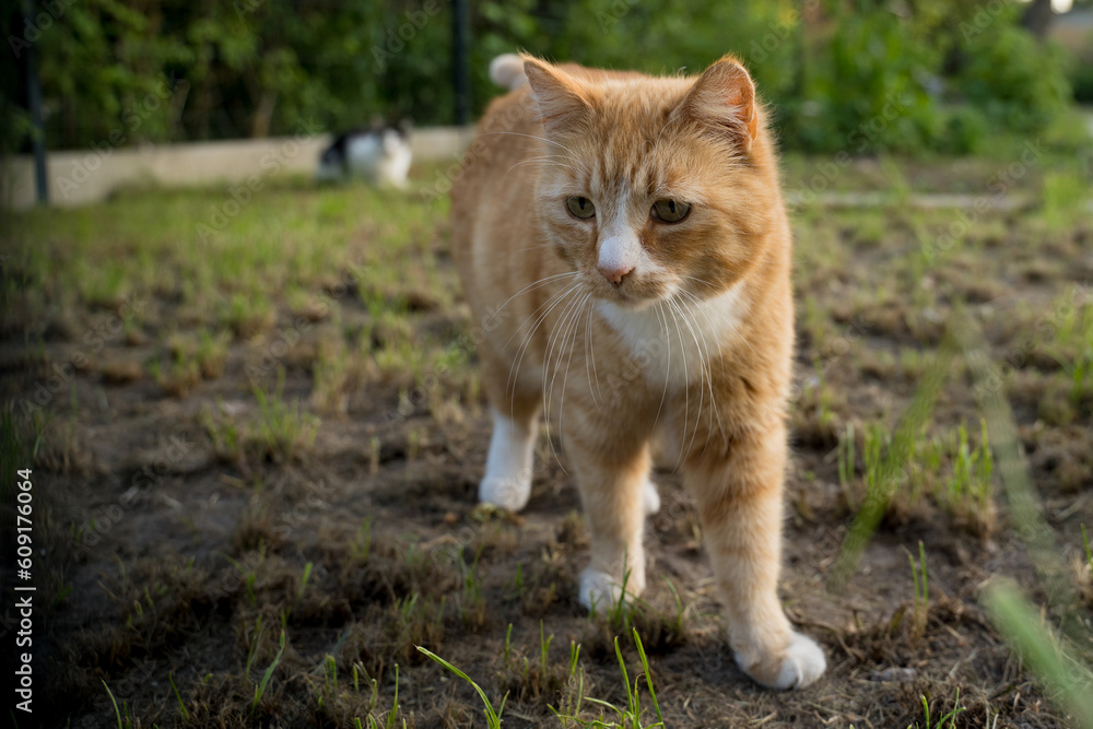 Cat on the grass