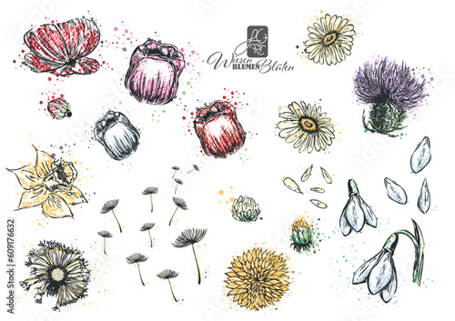 Wiesenblumen + Wiesenblüten
meadow flowers + blossoms