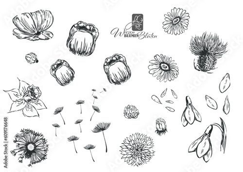 Wiesenblumen + Wiesenblüten
meadow flowers + blossoms