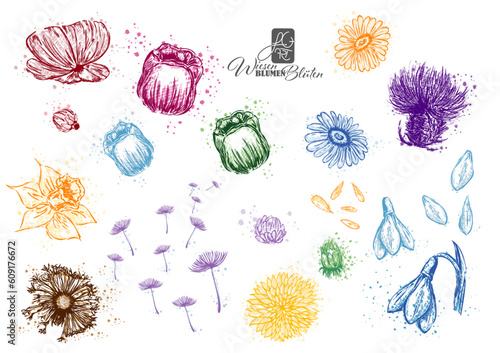 Wiesenblumen + Wiesenblüten
meadow flowers + blossoms