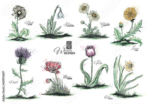 Wiesenblumen + Wiesenblüten
meadow flowers + blossoms