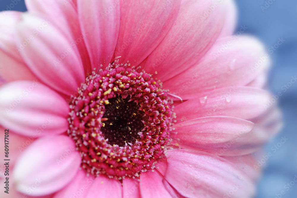 Gerbera Gerbera