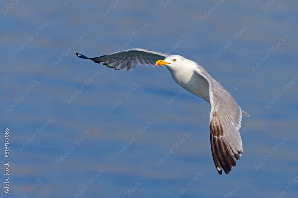 Mewa romańska (Larus michahellis) Mewa romańska (Larus michahellis)