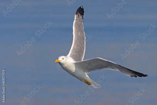 Mewa romańska (Larus michahellis) #609177078