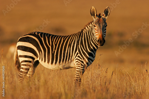 Cape Mountain Zebra in natural habitat  Mountain Zebra National Park  South Africa