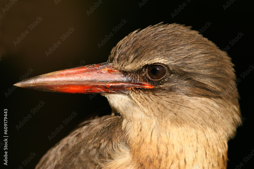 Portrait of a African brown-hooded Kingfisher