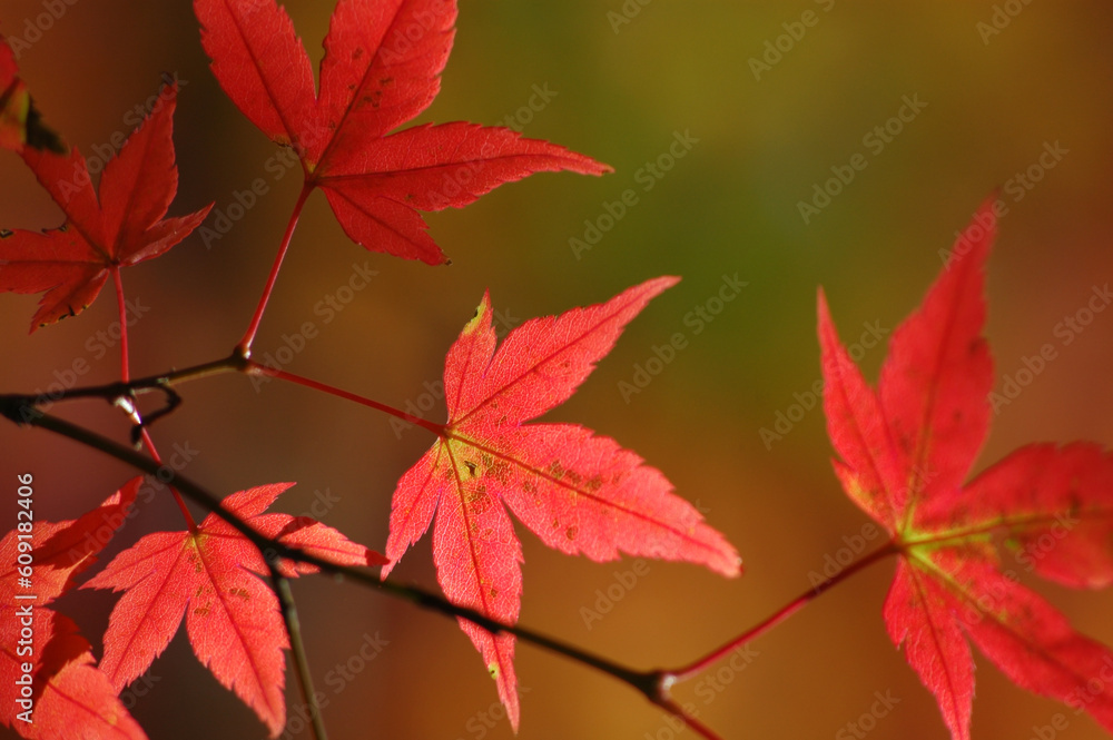 Maple series Maple series