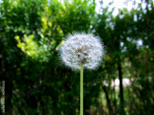 Dandelion