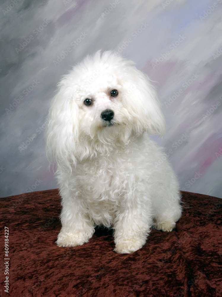 Bichon Bichon