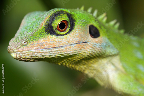 A green tree lizard.