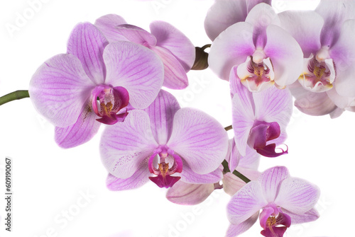 background  bud  burgeon  contrast  dear  exotic  flora  flower  grow  japan  orchid  page  perfume  pink  plant  purple  sign  stalk  tender  white  isolate