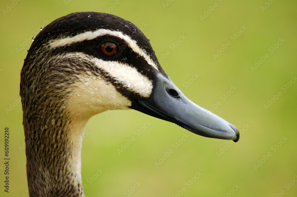 duck head detail photo, blurred green background duck head detail photo, blurred green background