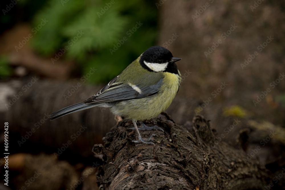 Obraz premium A beautiful tit bird sitting on the branch.