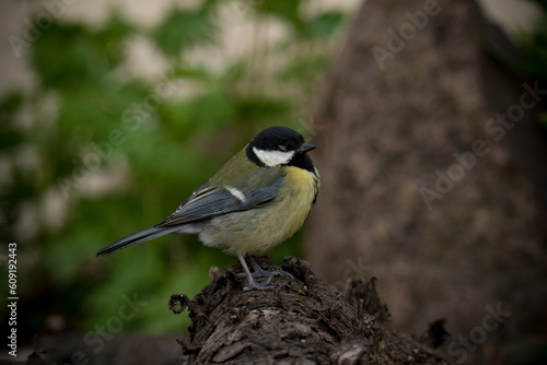 A beautiful tit bird sitting on the branch.