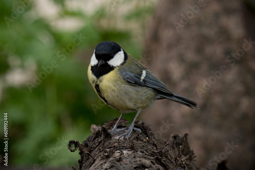 A beautiful tit bird sitting on the branch.