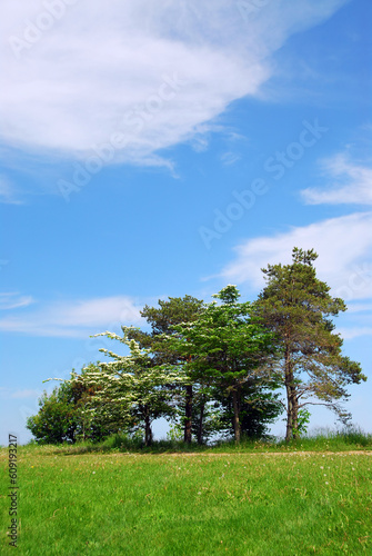Summer landscape with several trees and blue sky