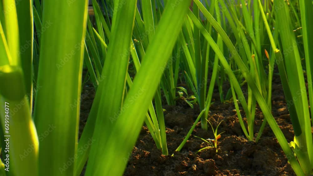 Onions growing in the vegetable garden at sunset. Close-up of green onions. Onions growing in the vegetable garden at sunset. Close-up of green onions.