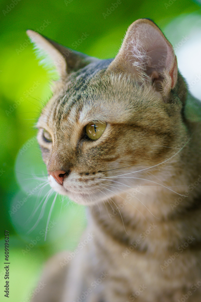 cute brown thai cat close up