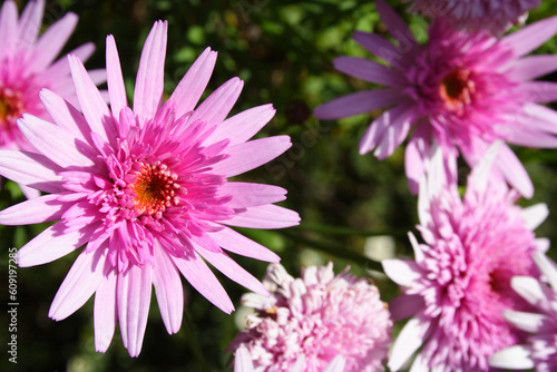 Gerbera flowers