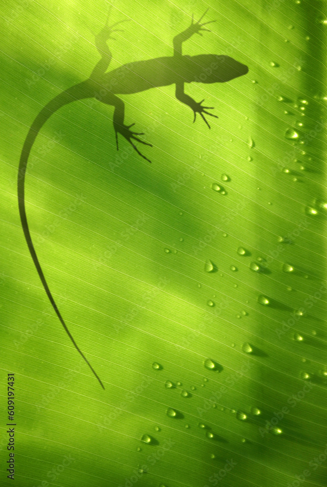 Fototapeta premium Banana leaf backlit with water drops and lizard shadow