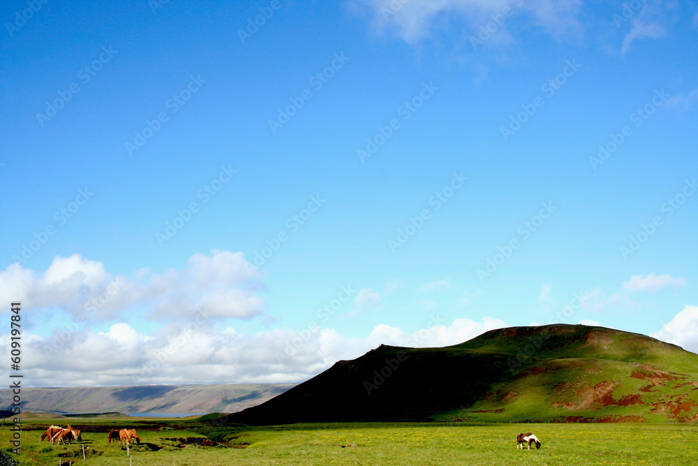 groups of horses in the Icelandic wilderness groups of horses in the Icelandic wilderness
