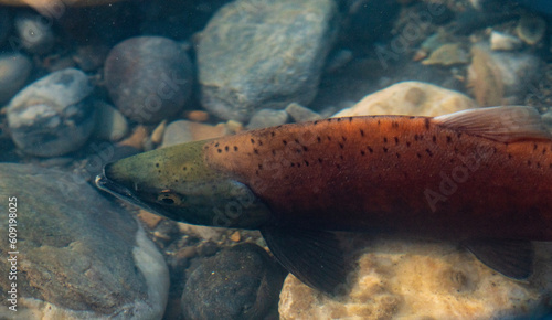 Chinook salmon in stream photo