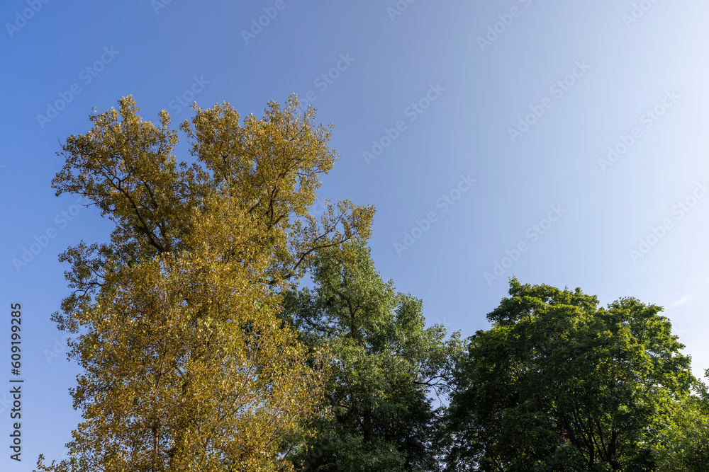 mixed forest with trees of different species in the summer season mixed forest with trees of different species in the summer season