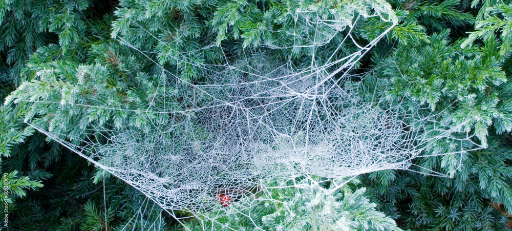 Foto Dew ridden cobweb of winter