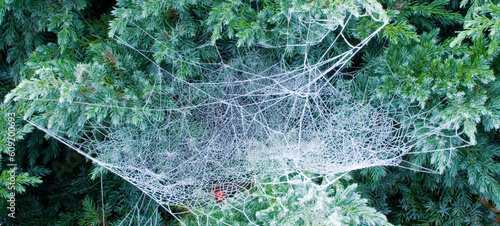 Dew ridden cobweb of winter