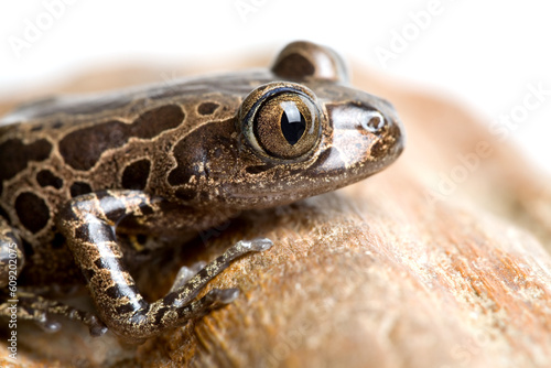 tree frog macro over white, macro with focus on eye. tiger-striped tree frog. photo