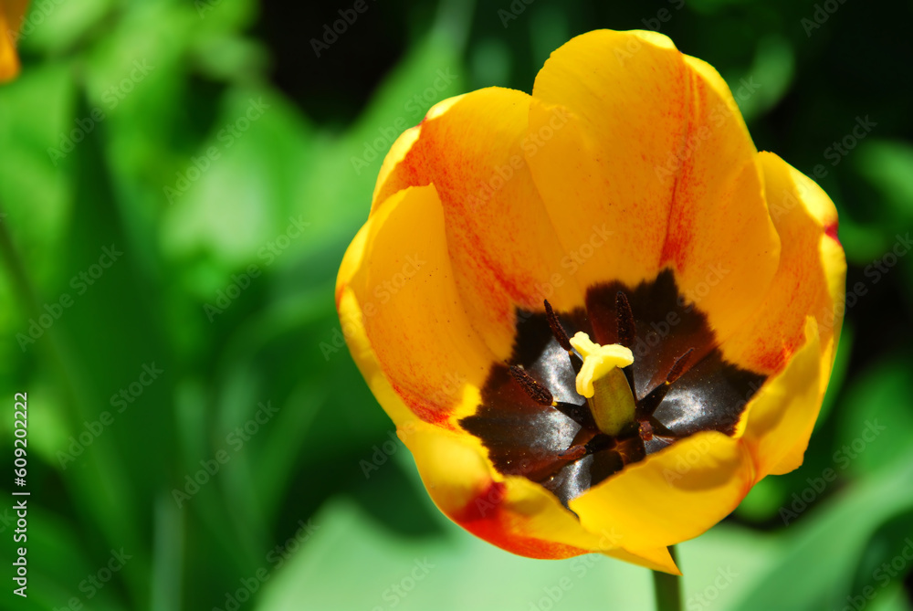 Beautiful yellow tulip on lush green background Beautiful yellow tulip on lush green background