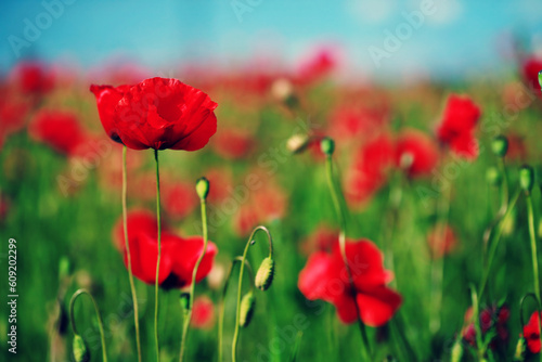 Red poppies in summer meadow