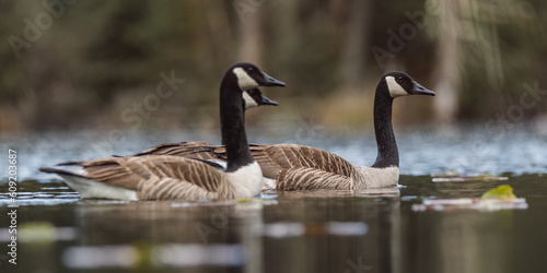 Three Canadian Geese swimming on a lake