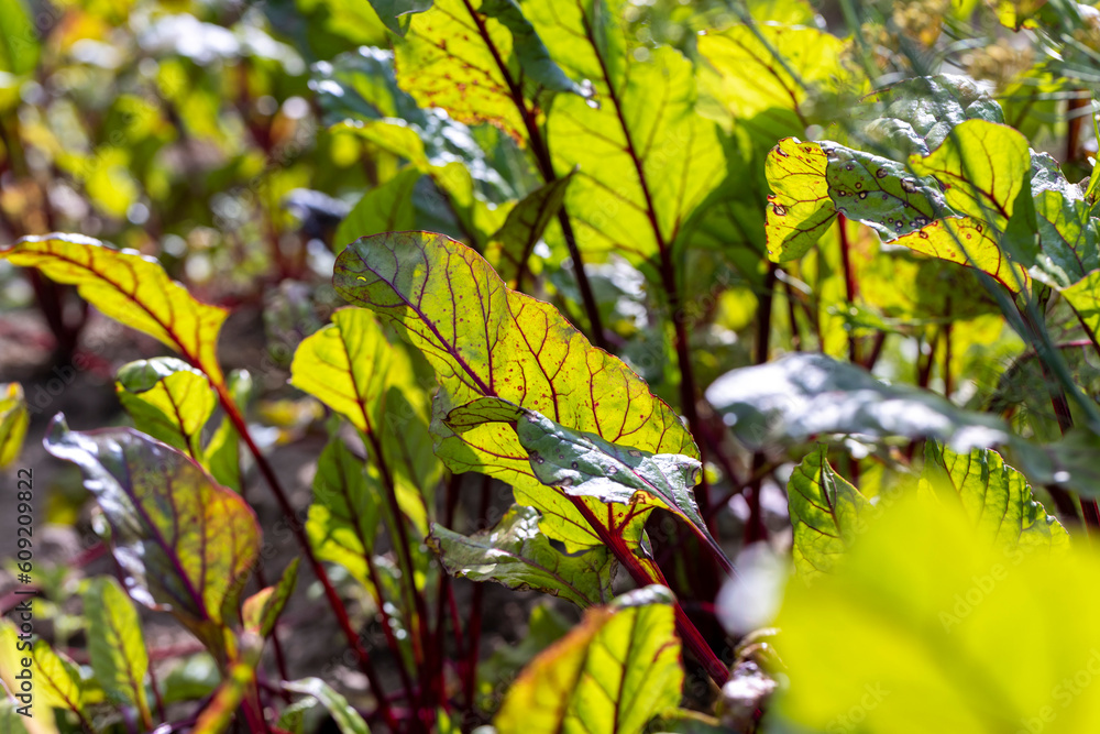 Obraz premium Red table beet in the field