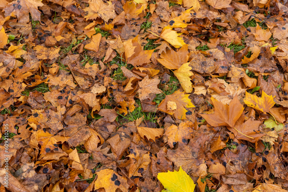 cloudy weather in late autumn with yellowed fallen leaves cloudy weather in late autumn with yellowed fallen leaves