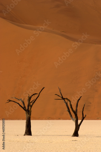 Dead vlei 7 close to Sossusvlei in Namibia