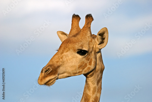 Close-up portrait of a giraffe (Giraffa camelopardalis), Kalahari, South Africa © Designpics