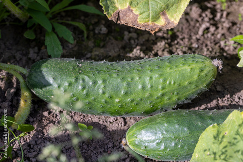 A home garden where green cucumbers grow