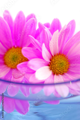 Pink flowers close up floating in water
