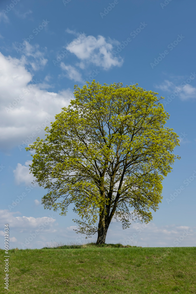 Obraz premium old tall maple in early spring without green foliage
