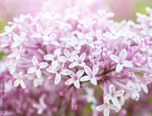 lilacs in early spring