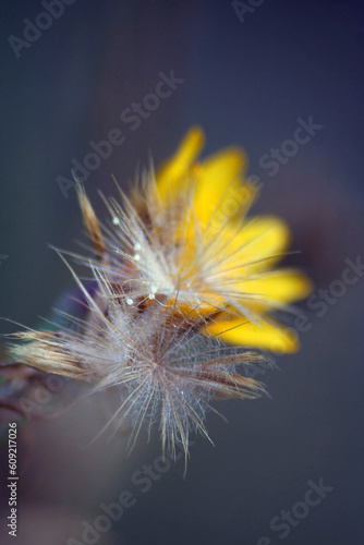 wild flower macro. Soft focus and space dim.