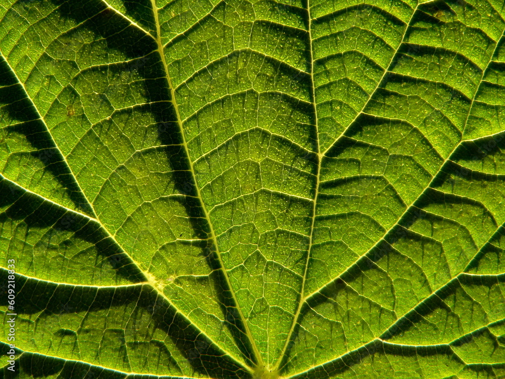 Serias of texture (Leaf of the nettle) Serias of texture (Leaf of the nettle)