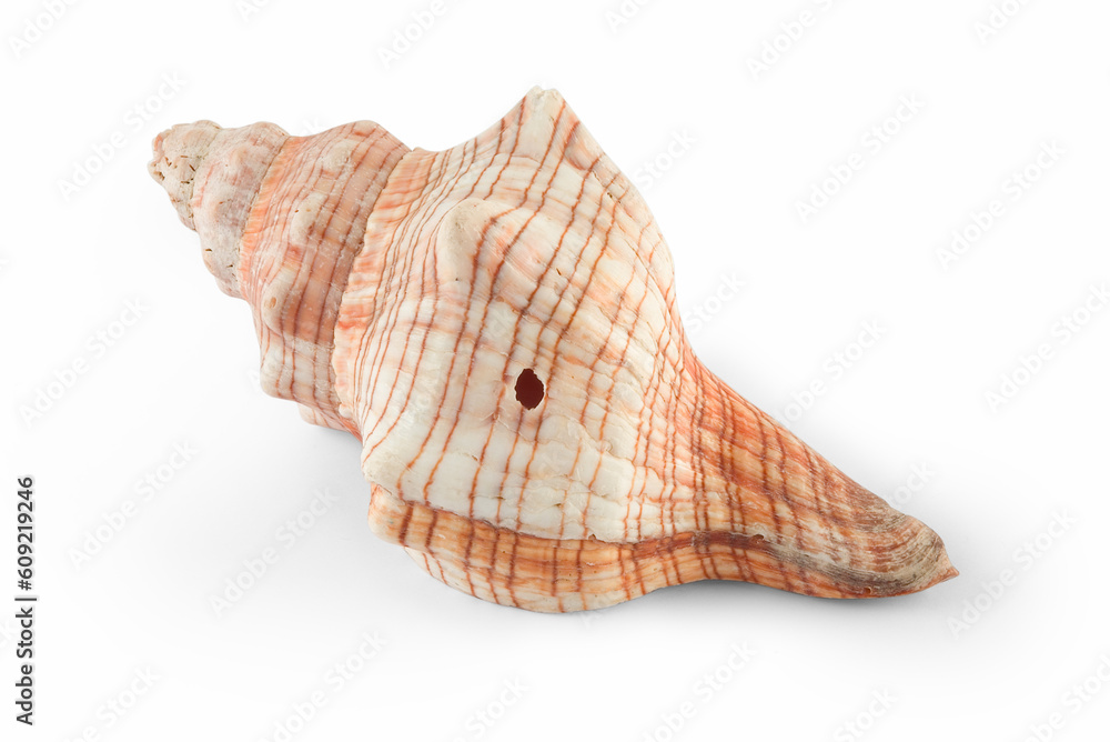 Seashells isolated over white with clipping path Seashells isolated over white with clipping path