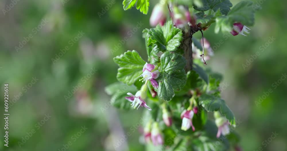 small flowers on gooseberry bushes in spring, green foliage and flowers of gooseberry bushes in the garden small flowers on gooseberry bushes in spring, green foliage and flowers of gooseberry bushes in the garden