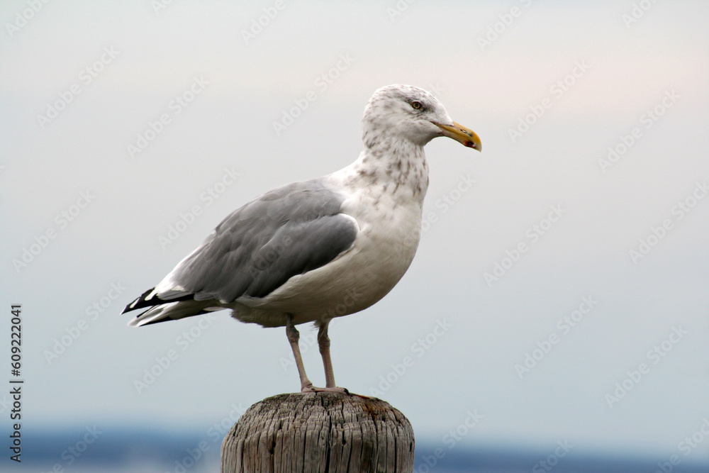 Fototapeta premium Seagull Perched