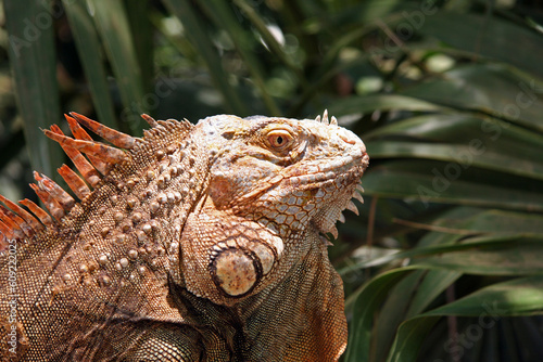 Profile of an Iguana in the Rain Forest