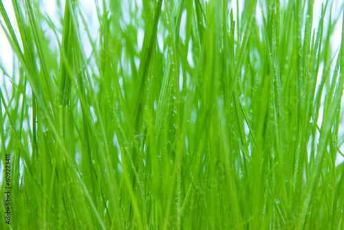 dew on the green grass